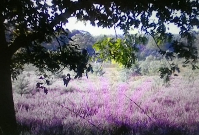 Landhotel Linden Am Venekotensee