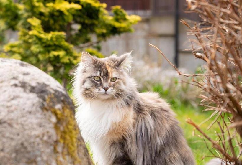 Hotelli Und Berggasthof Zum Sonnenhof