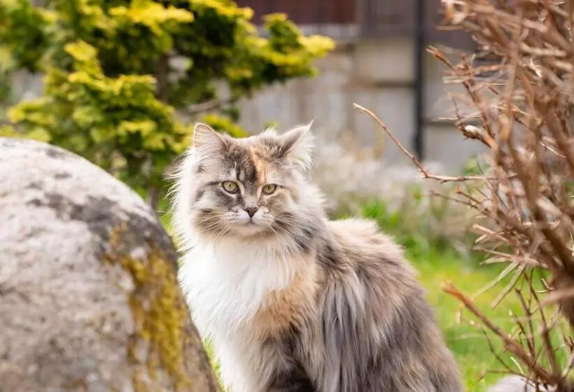 호텔 Und Berggasthof Zum Sonnenhof