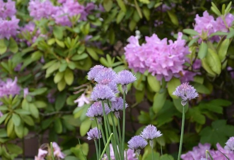 酒店 Zur Alten Post