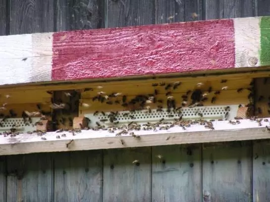 Bauernhof Fallmann 'lueg'