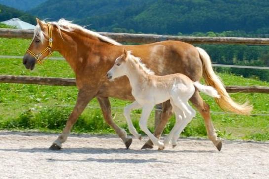 Bauernhof Kainzleiten