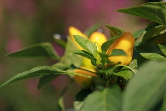 住宿加早餐 Haus Feuchtl Pension