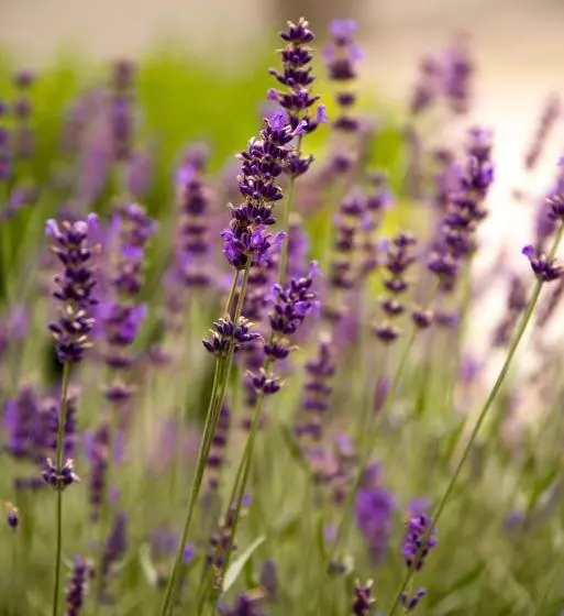 Wohlfühlhotel Berg Heil