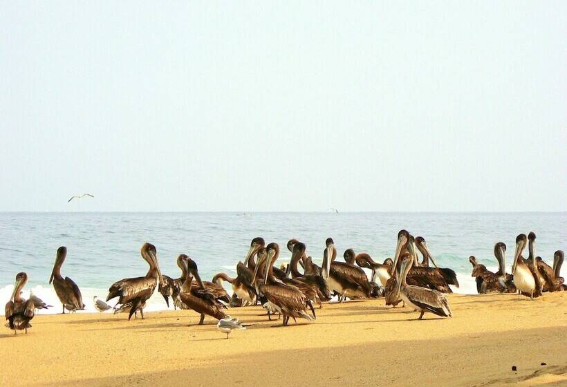 Galería Suites San Pancho