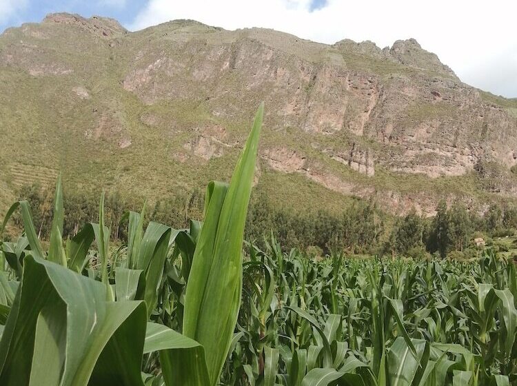 ベッドアンドブレックファースト Mamá Cocha Pisac Lodge House