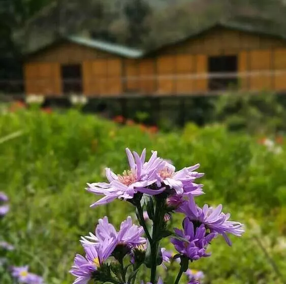 Hotelli Eco Lodge Restaurant Araplay