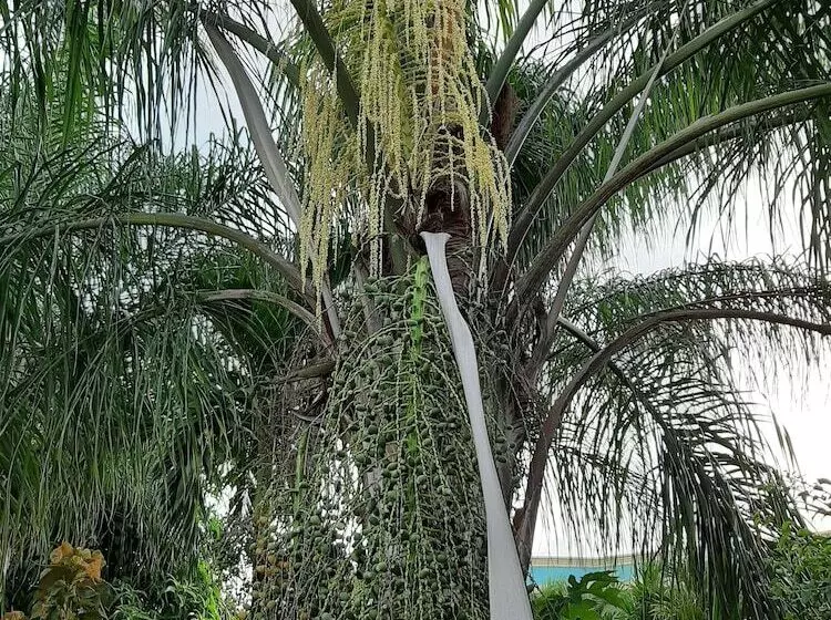 هتل Cumayasa