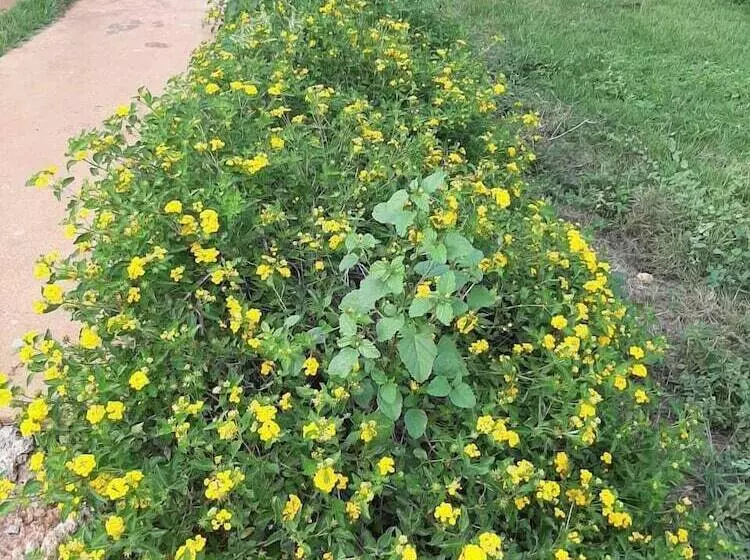 هتل Cumayasa