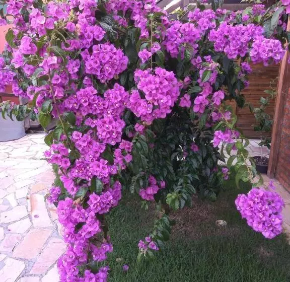 ホテル Pousada Vila D  Itália