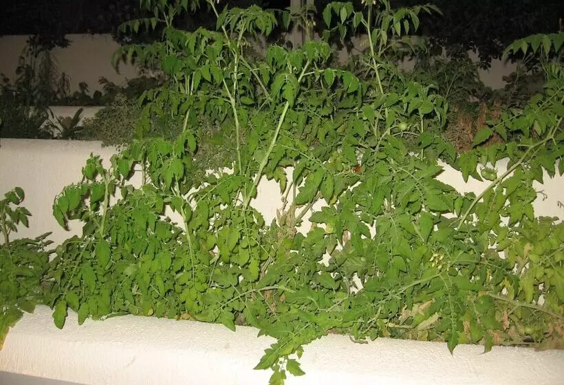 Evelina Beach Pension A Breath Away From The Black Beach Offer Plenty Of Accommodation Type To Suit