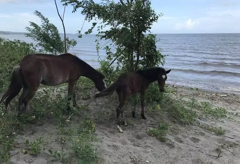 ホテル Finca Ometepe