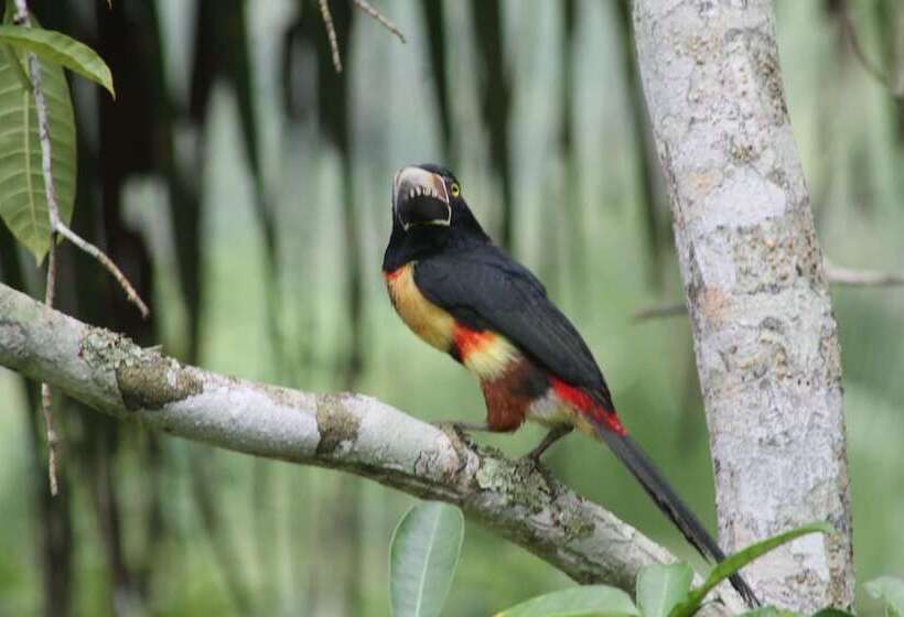 ホテル Inn The Bush Jungle Lodge