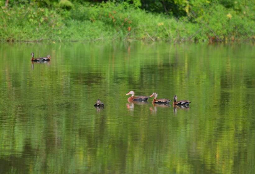 ペンション Albergue La Laguna Corcovado Park