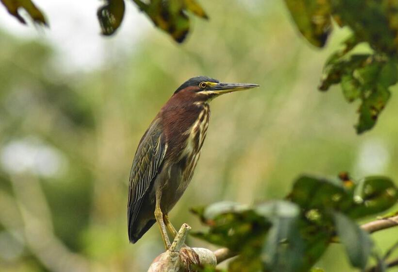 ペンション Albergue La Laguna Corcovado Park
