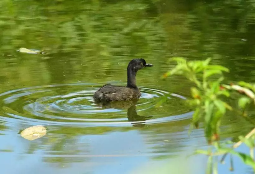Majatalo Albergue La Laguna Corcovado Park