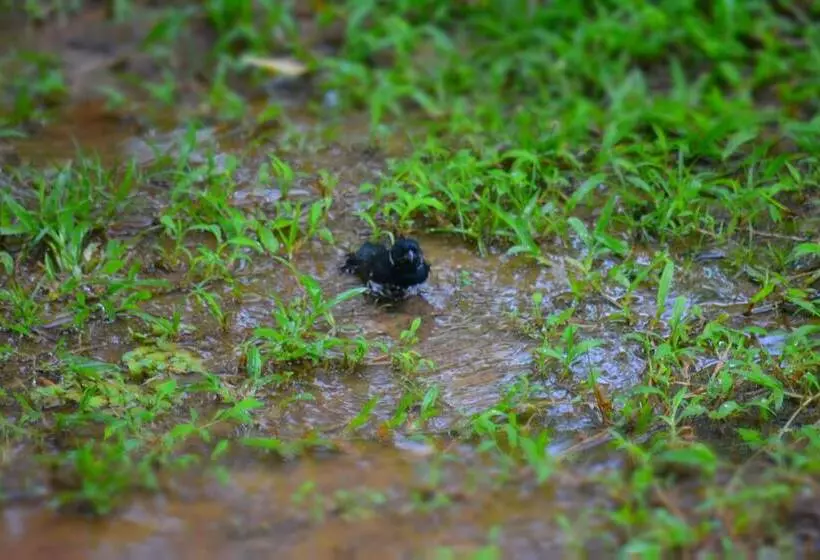 Majatalo Albergue La Laguna Corcovado Park