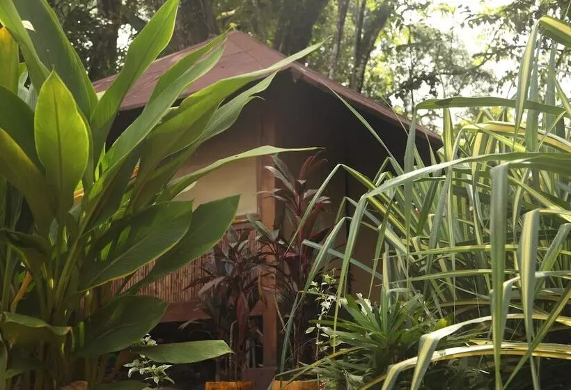 Tiki Lodge Bar & Restaurant   Hostel