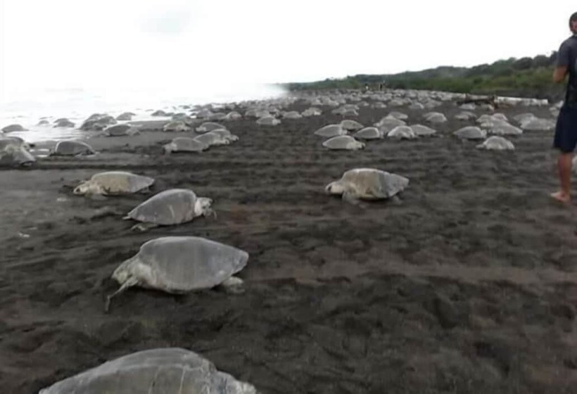 Casa Alice Surf Lodge Hostel