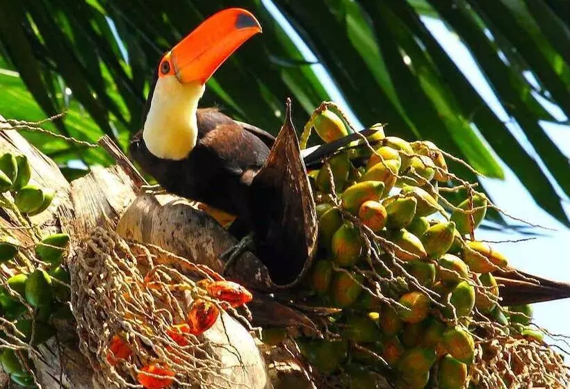 Chácara Andó Bed And Breakfast