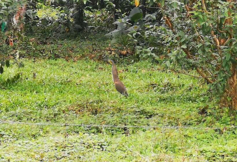 בית מלון כפרי La Palmera Real