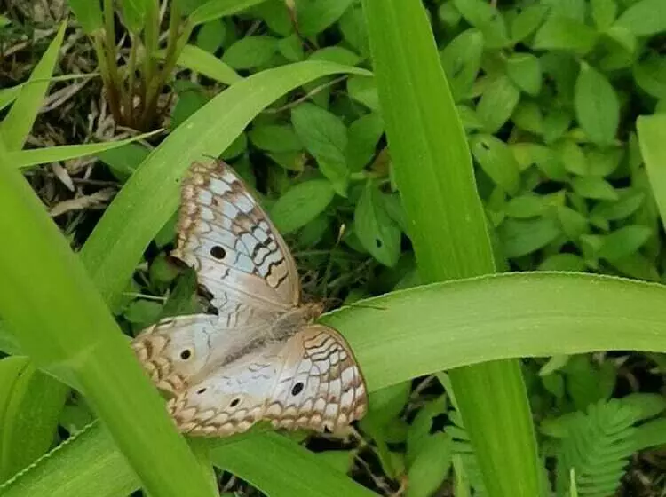 Hotelli La Palmera Real