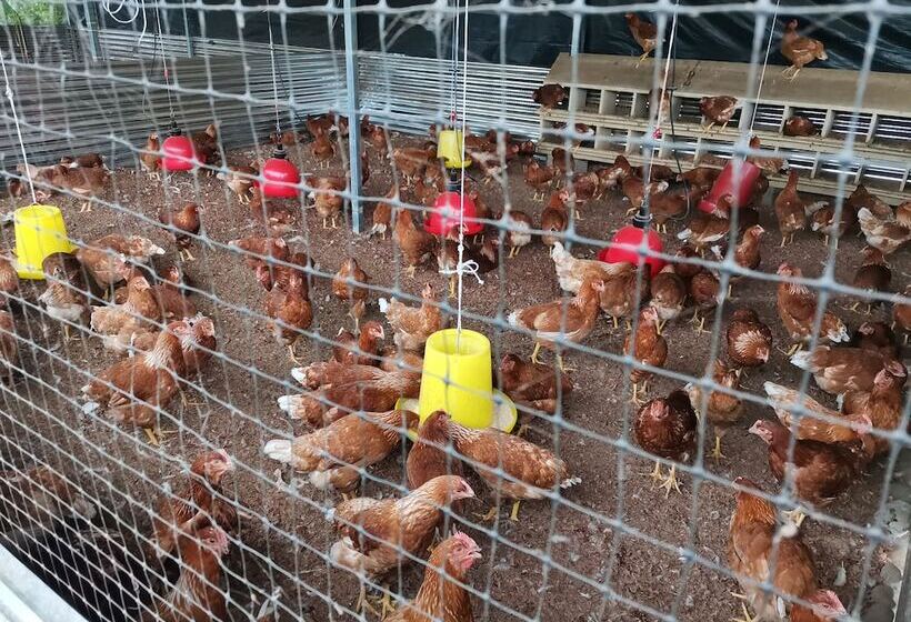 בית מלון כפרי La Palmera Real