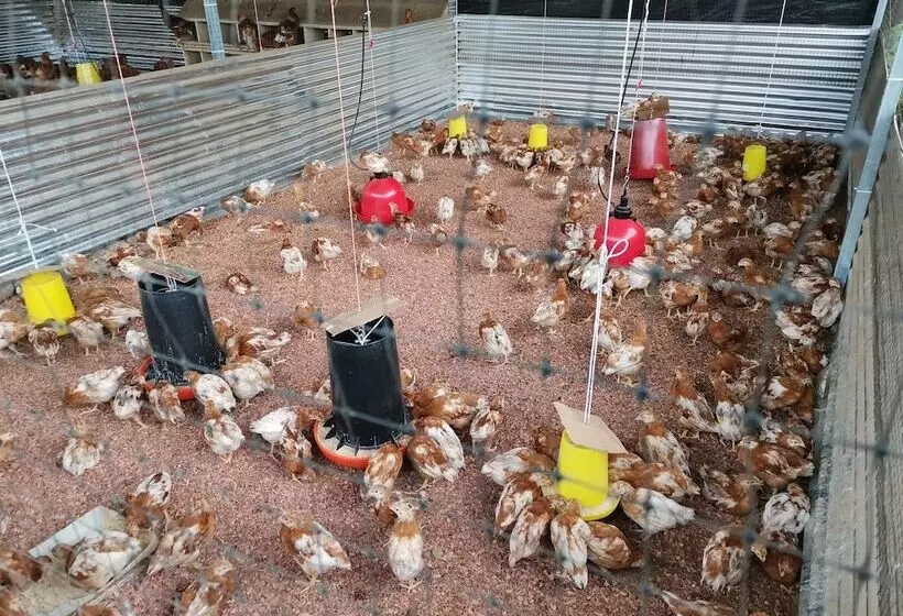 Hotelli La Palmera Real