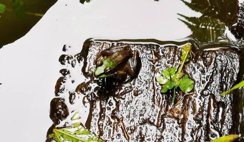 בית מלון כפרי La Palmera Real