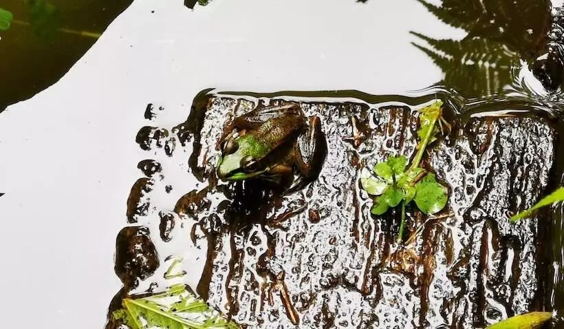 Hotelli La Palmera Real