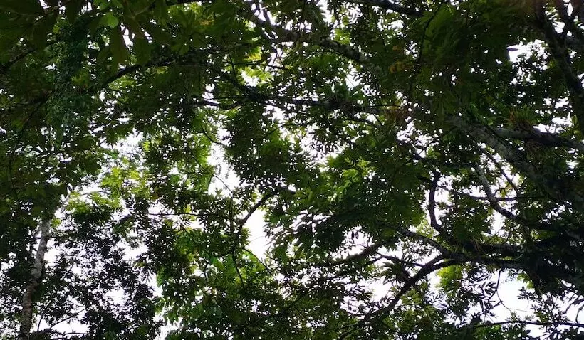 Hotelli La Palmera Real