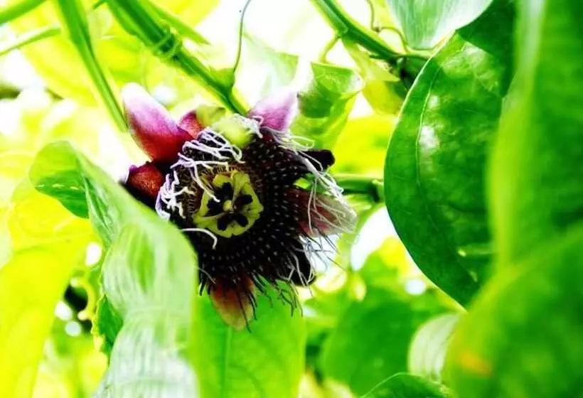 ホテル El Caribeo   Nature Lodge