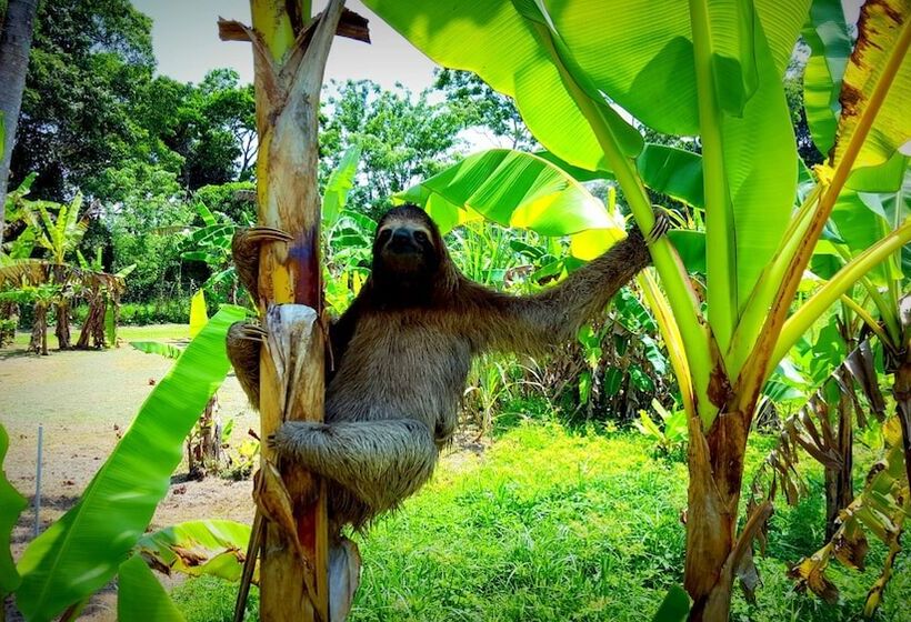 هتل El Caribeo Nature Lodge