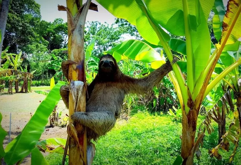 ホテル El Caribeo   Nature Lodge