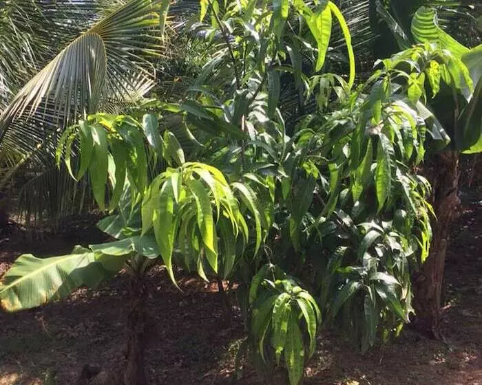 Majatalo Kelulut Lodge