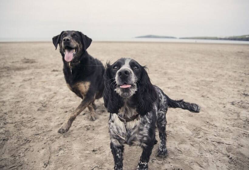 Llaethdy   The Dairy