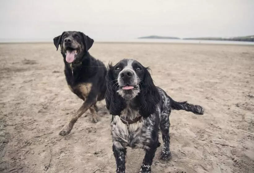 Llaethdy   The Dairy