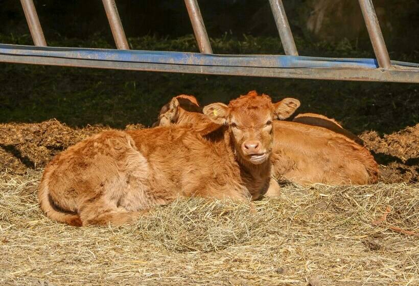 1 Pines Farm Cottages