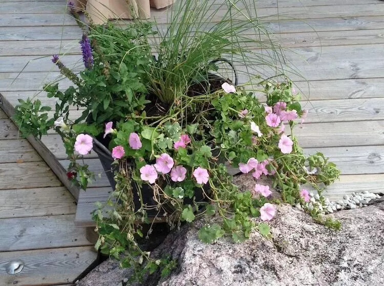 Björnåsen Bear Hill