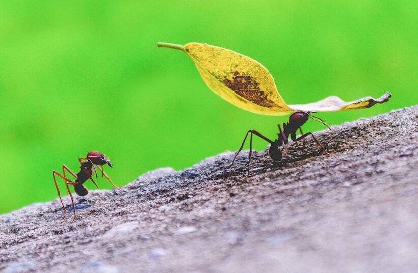 ホテル Albergue La Jungla