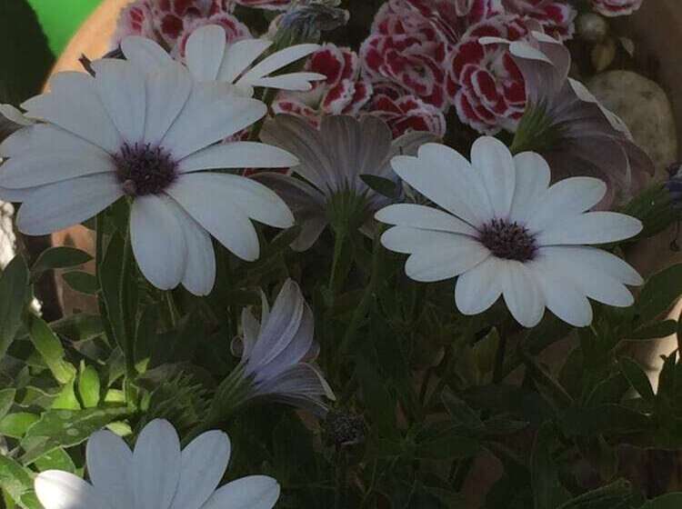 مبيت وإفطار Konak Lapeistra