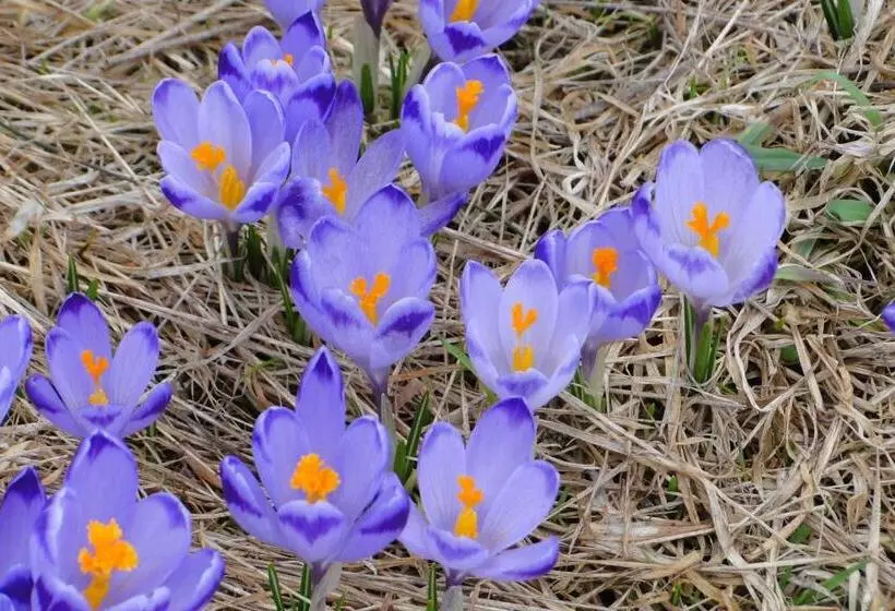 Majatalo Willa Giewontka