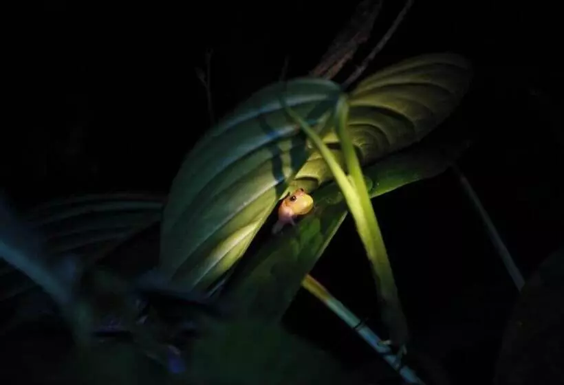 Hotelli Kakao Lodge & Garden Río Celeste