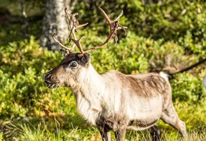Storsätra Fjällhotell