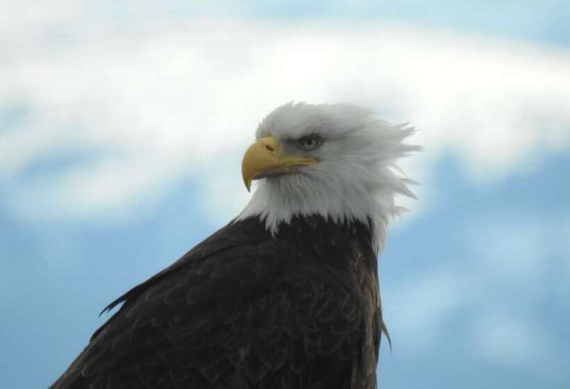Alaska Adventure Cabins