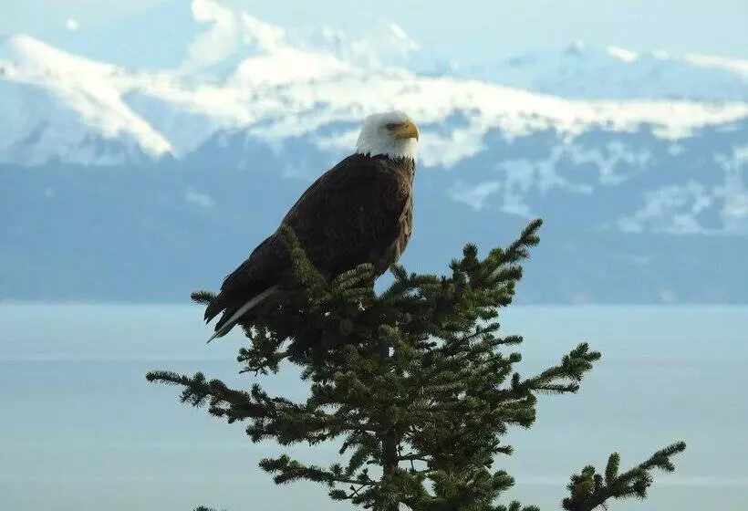 Alaska Adventure Cabins