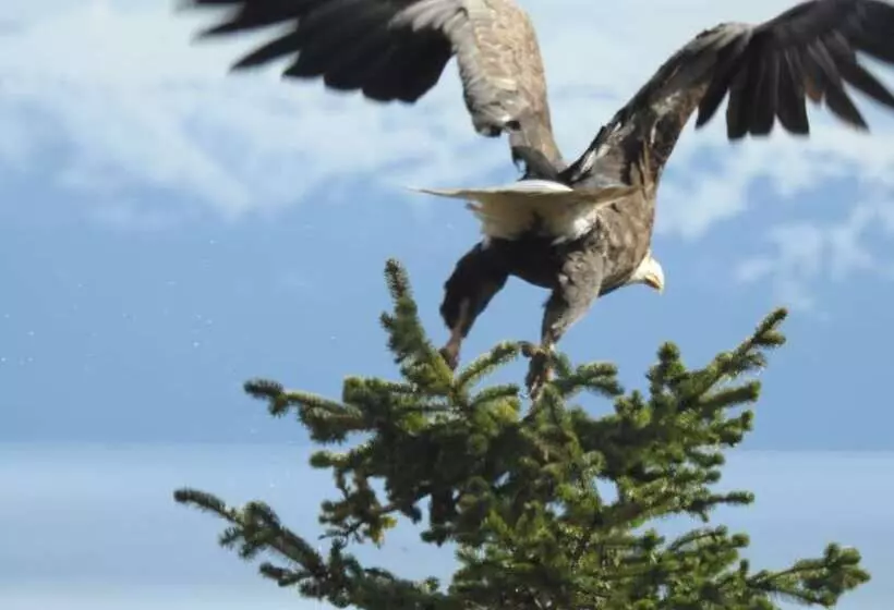 Alaska Adventure Cabins