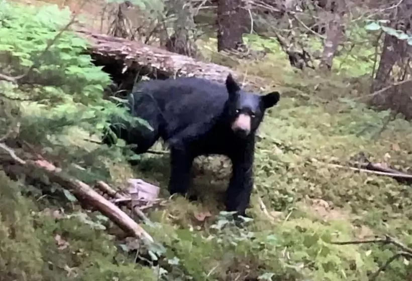 Renfro S Lakeside Retreat   Cabin S And R.v. Park