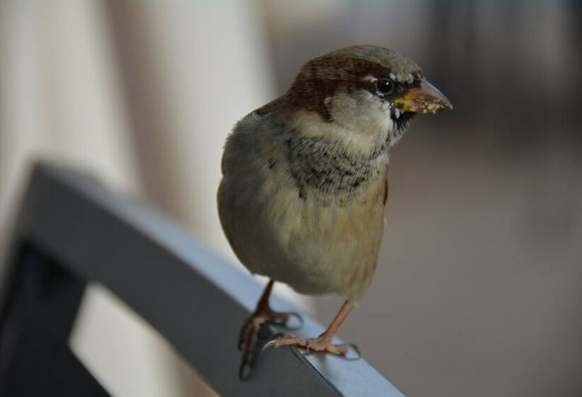 Skjerdingen Høyfjellshotell