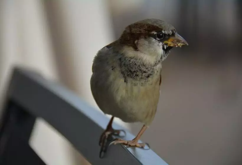 Skjerdingen Høyfjellshotell